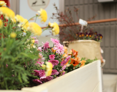 整骨院前の花の写真